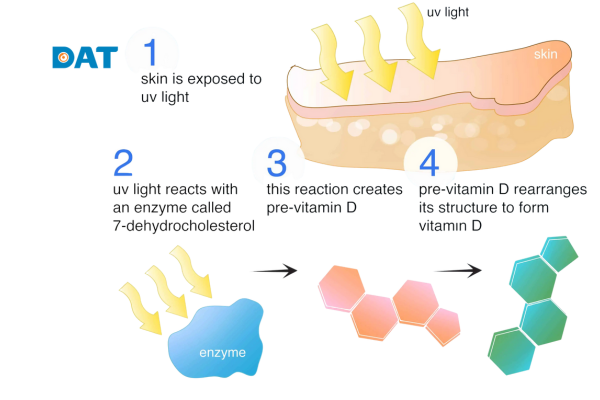 Tia UVB kích thích da sản xuất vitamin D, mang lại nhiều lợi ích cho sức khỏe xương khớp