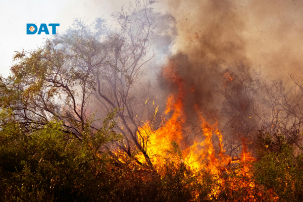 Nạn đốt phá rừng hàng loạt 