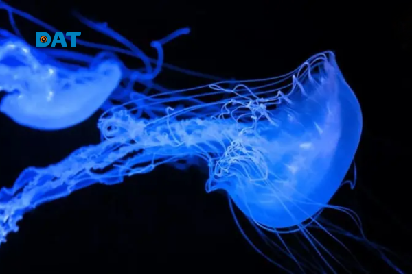 Quá trình hấp thụ và tái phát xạ ánh sáng của vật chất