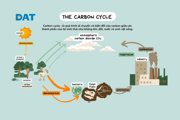 Biểu đồ quy trình giảm phát thải và bù đắp carbon để đạt trung hòa carbon.