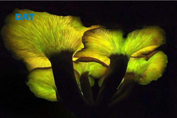 Các ứng dụng phổ biến của quang phát quang trong đời sống